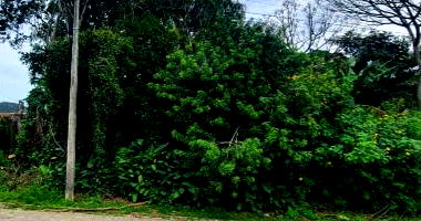 Terreno em Bombinhas SC com 592,93 m2