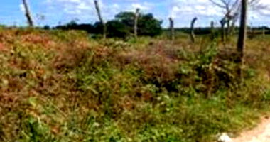 Área de 194m² em Umbauba/SE com Processo Judicial