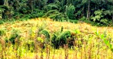 Terreno Rural Irregular com 131.801m² - Fazenda do Antônio