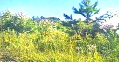 Área Rural com Pinus e Eucalipto em Campo Largo/PR