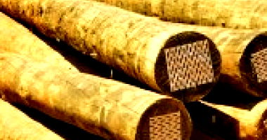 270 m³ de Madeira de Eucalipto em Floresta