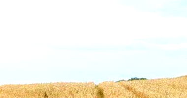 Imóvel Rural com 50.000m² em Seberi/RS