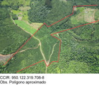 Fazenda São Nicolau (Florestal 05) - Terreno Rural com Pinus