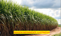 Fazenda Zumbi com 233 hectares em Sapé/PB