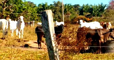 Imóvel Rural com 46,7273 HA para Pecúaria