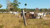 Imóvel Rural com 46,7273 HA para Pecúaria