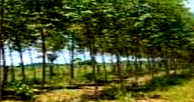 Sítio Boa Vista em Porto Velho/RO - Imóvel Rural com 98,2227 HA