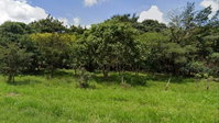 Imóvel Rural com 133,42ha em Uberlândia/MG