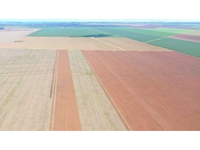 Fazenda Coligação - 535,78 hectares em Dianópolis/TO