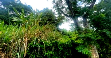 Terreno em Ilha do Boi com 613,20 m², desocupado e sem benfeitorias