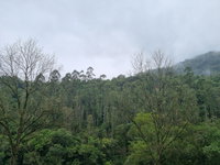 Chácara com 3.63 hectares em Tamanduá, Marques de Souza/RS