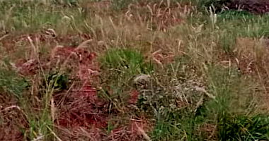 Imóvel Rural com 3 lotes na Gleba São Vicente, ocupado