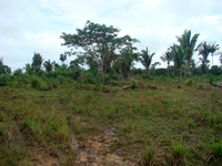 Terreno rural de 150ha em Juruena