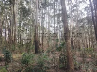 Lote 100 - 932 Eucaliptos em 2,33 hectares