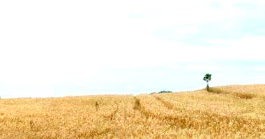 Imóvel Rural com Área Total de 50.000m² em Seberi/RS