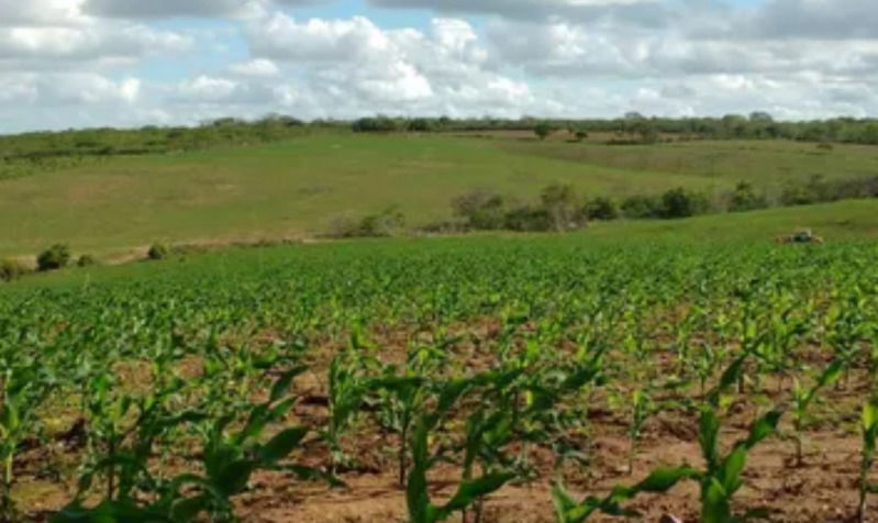 Fazenda Fortuna - Propriedade Rural com Acesso a Luz Elétrica