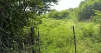 Fazenda Boa Vista - 32,12 hectares, ocupada