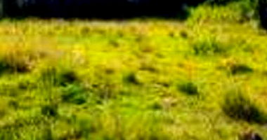 Imóvel Urbano com Área Total de 1.250m² em Erval Seco/RS