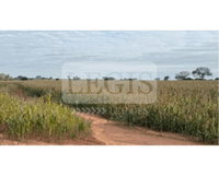 Imóvel Rural 2,49 ha com casa e benfeitorias em Guararapes/SP