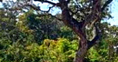 Terreno de 7.965 m² em Cidade Ocidental/GO