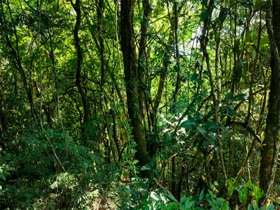 Terreno em Bento Gonçalves com 152.000m²