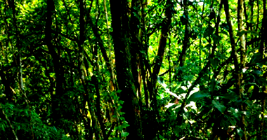 Terreno em Bento Gonçalves com 152.000m²