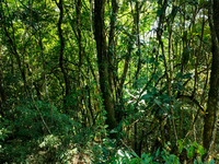 Terreno em Bento Gonçalves com 152.000m²