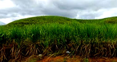 Imóvel Rural com 137ha para plantio de cana em Vicência/PE