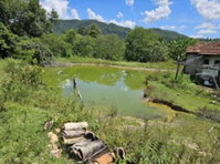 Fazenda Rural com 305 Hectares em Guarinos/GO