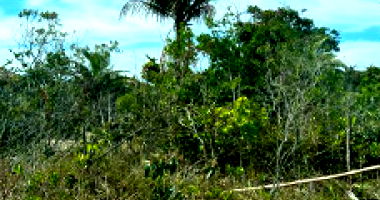 Terreno Urbano em Santa Cruz de Cabrália - 50.000 m²