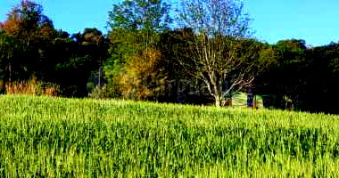Fração Ideal de Terreno com Benfeitorias em Panambi/RS