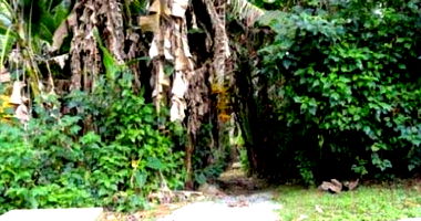 Terreno de 1.000m² no Jardim Algarve - Oportunidade Única!