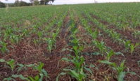 Terreno Rural com 20.000 m² na Fazenda Alagoas