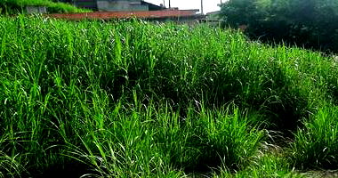 Terreno amplo de 253m² com potencial para residência em bairro consolidado