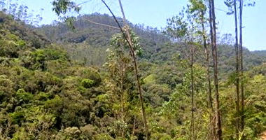 Imóvel Rural com 50.000m² em Major Gercino/SC