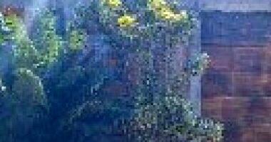 Casa em Cocalzinho de Goiás com 2 quartos