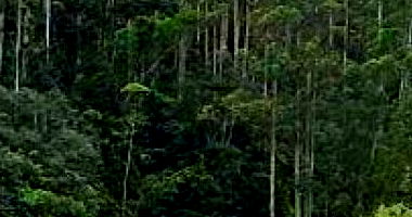 Área Rural de 51.000 m² em Witmarsum-SC