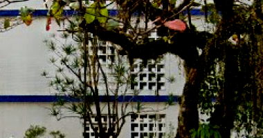 Apto. Ed. Caravela - 64 m² - Guarujá - SP