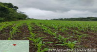 Lote Rural de Cultura com 3,125 HA em Jaboticaba/RS