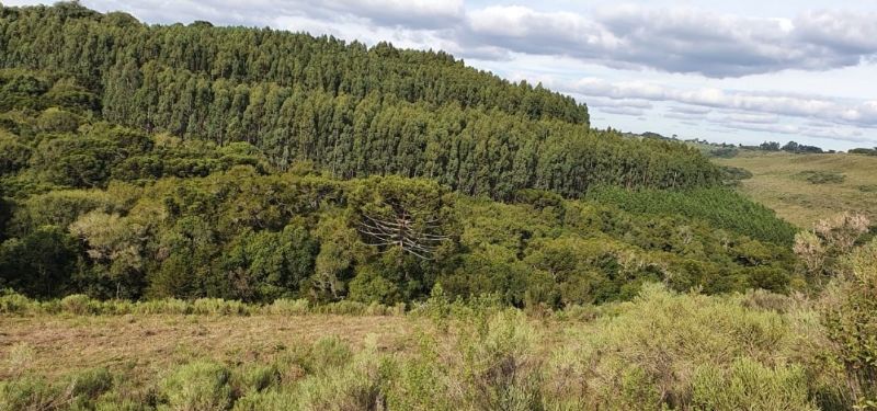 Imóvel Rural com 197.226,93m² e 50% Reflorestamento