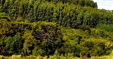 Imóvel Rural com 197.226,93m² e 50% Reflorestamento