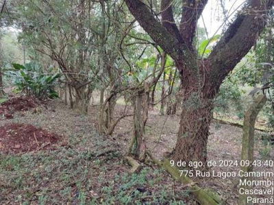 Espaçosa Chácara Rural com 3.229m² de Área Total e Benfeitoria de 62m², Ocupada