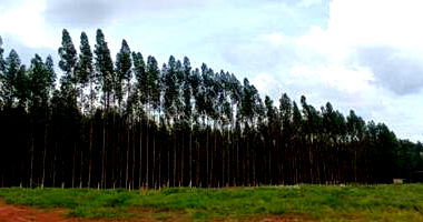 Terreno Urbano em Prado Ferreira/PR com 8.500m²