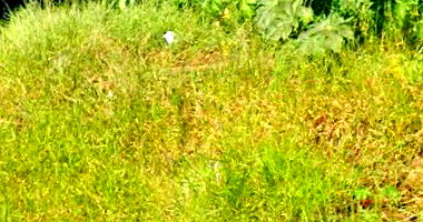 Terreno com 250m² no Golden Park II em Londrina/PR