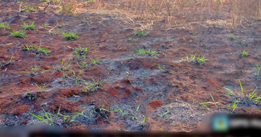 Terreno em Nova Alvorada do Sul MS - Lote 08 Quadra 105