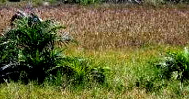 Terreno Ocupado na Vila Rica Do Abais com 450 m²