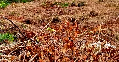 Terreno Urbano no Loteamento Bandeira com 360 m²