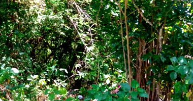 Terreno em Loteamento Praia de Catuama