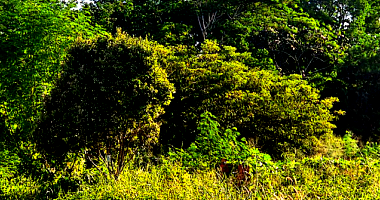 Terreno c/ 590m² em Rondonópolis/MT