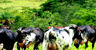 Vaca Girolando Mestiço em Lorena - SP